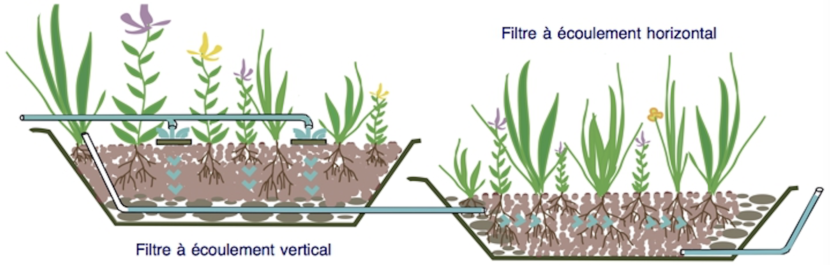 Les filtres plantés, aussi performants en hiver - La phytoépuration en  détail